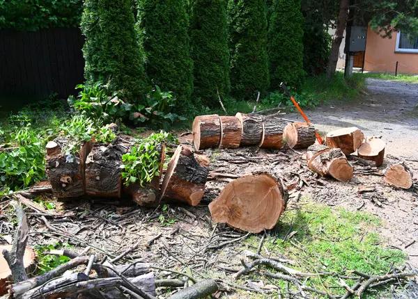 Tree Service Tallahassee From Pruning to Removal