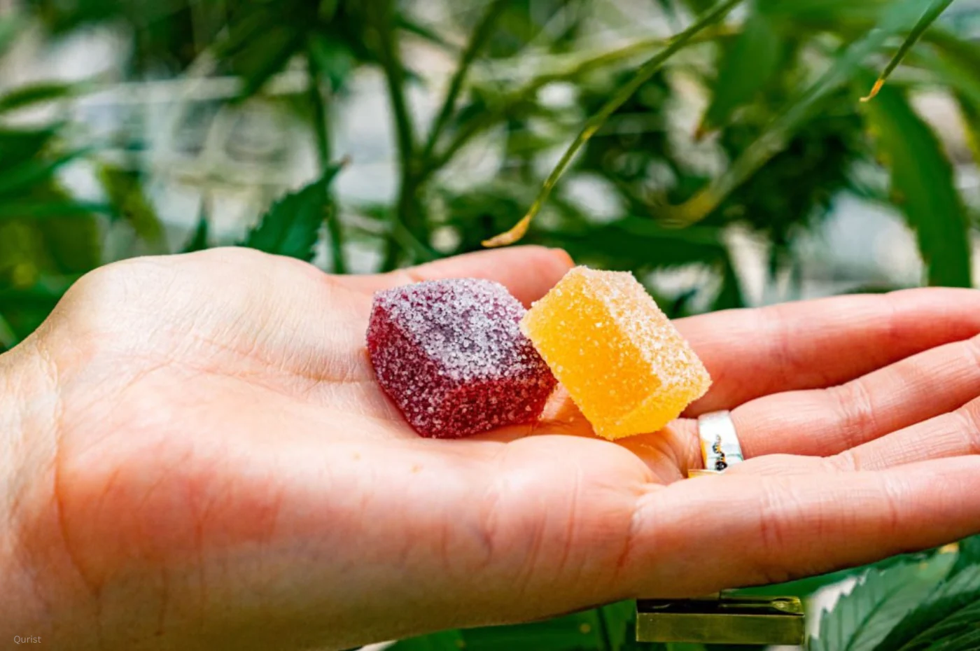 A Simple Guide to Mushroom Gummies Legal Status Across Oregon